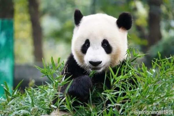 “春生”“香果”已抵达杭州动物园！何时能露面？收好“看猫”攻略