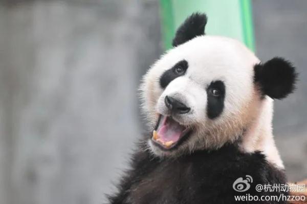 大熊猫凌晨抵杭！何时能露面？攻略先收藏好