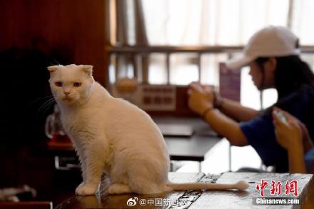 平均每8个家庭就有一只猫  你养猫了吗?