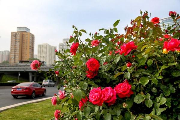 在北京,有一条300公里的“月季项链” 在北京,有一条300公里的“月季项链”