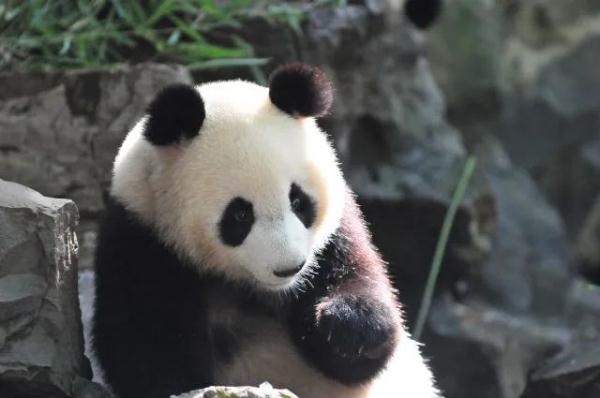 大熊猫凌晨抵杭！何时能露面？攻略先收藏好