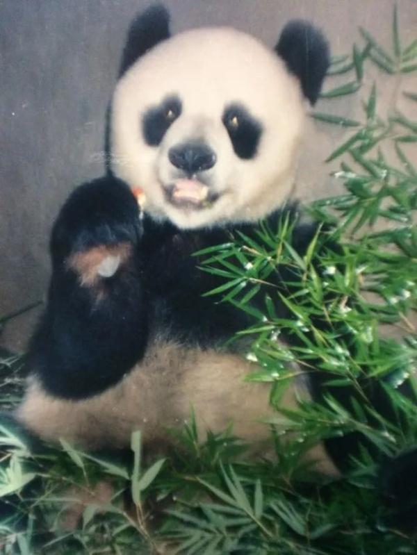 大熊猫凌晨抵杭！何时能露面？攻略先收藏好