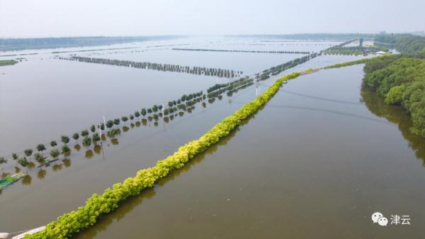 东淀蓄滞洪区内第六埠村，最新航拍画面