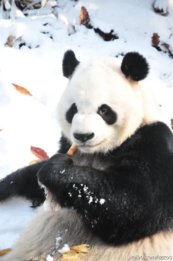 “春生”“香果”已抵达杭州动物园！何时能露面？收好“看猫”攻略