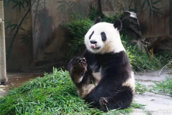 大熊猫凌晨抵杭！何时能露面？攻略先收藏好