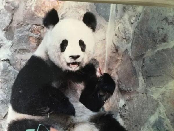 大熊猫凌晨抵杭！何时能露面？攻略先收藏好