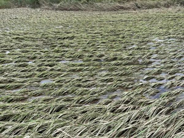五常米农：我们害怕暴雨洪水，更害怕绝收谣言