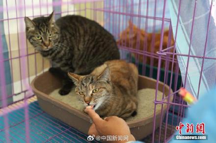 平均每8个家庭就有一只猫  你养猫了吗?