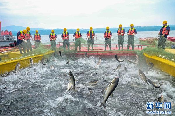 河南嵩县：鱼跃人欢庆丰收