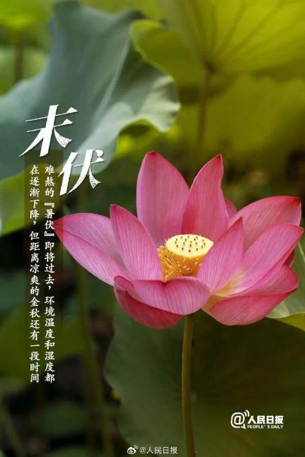 今天，正式进入末伏！