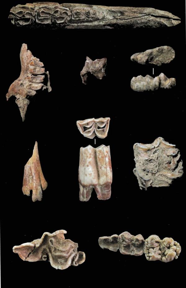 4万年前,水洞沟人是怎么生活的? 4万年前,水洞沟人是怎么生活的?