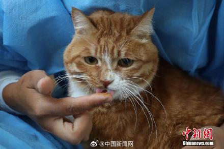 平均每8个家庭就有一只猫  你养猫了吗?