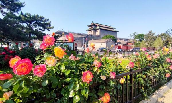 在北京,有一条300公里的“月季项链” 在北京,有一条300公里的“月季项链”