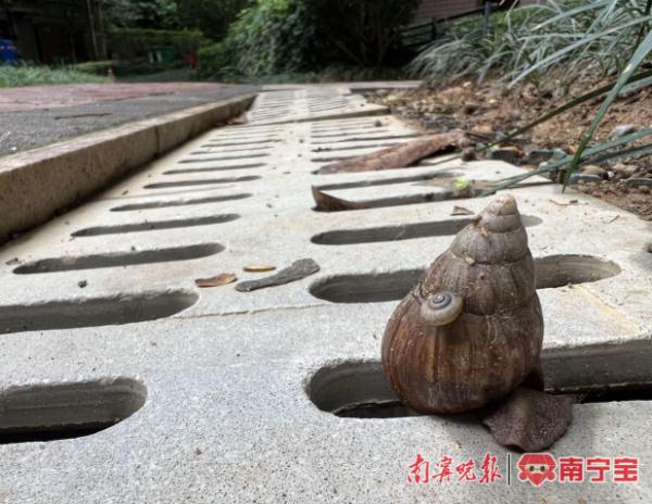 南宁雨后频现这种东西，千万别碰！