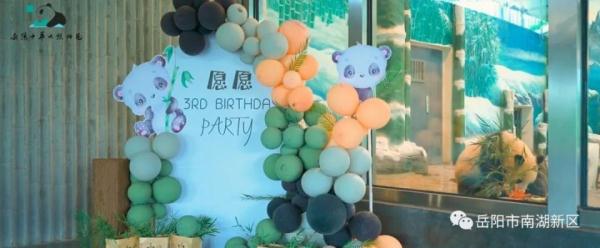 独享冰蛋糕！大熊猫“愿愿”在湖南岳阳开3岁生日派对