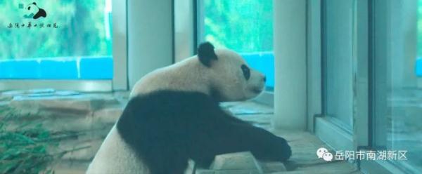 独享冰蛋糕！大熊猫“愿愿”在湖南岳阳开3岁生日派对