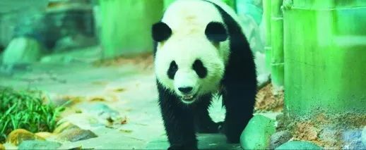 独享冰蛋糕！大熊猫“愿愿”在湖南岳阳开3岁生日派对