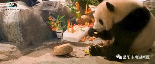 独享冰蛋糕！大熊猫“愿愿”在湖南岳阳开3岁生日派对