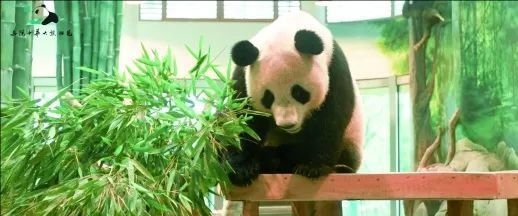独享冰蛋糕！大熊猫“愿愿”在湖南岳阳开3岁生日派对