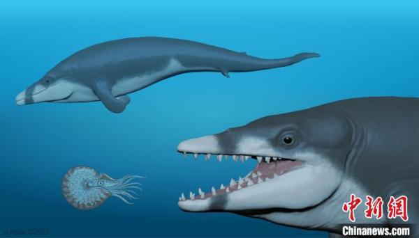 国际最新研究发现已知最小龙王鲸化石 距今约4100万年已灭绝