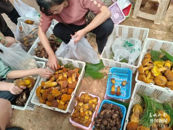 数量大增，价格大降！实现“菌子自由”太快乐了！