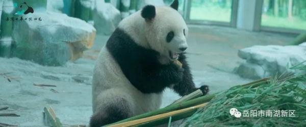 独享冰蛋糕！大熊猫“愿愿”在湖南岳阳开3岁生日派对