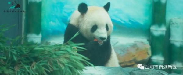 独享冰蛋糕！大熊猫“愿愿”在湖南岳阳开3岁生日派对