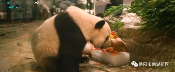 独享冰蛋糕！大熊猫“愿愿”在湖南岳阳开3岁生日派对