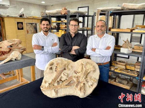 国际最新研究发现已知最小龙王鲸化石 距今约4100万年已灭绝