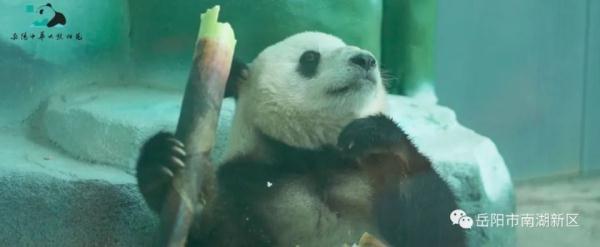 独享冰蛋糕！大熊猫“愿愿”在湖南岳阳开3岁生日派对
