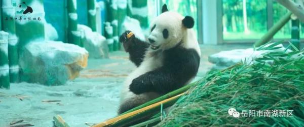 独享冰蛋糕！大熊猫“愿愿”在湖南岳阳开3岁生日派对