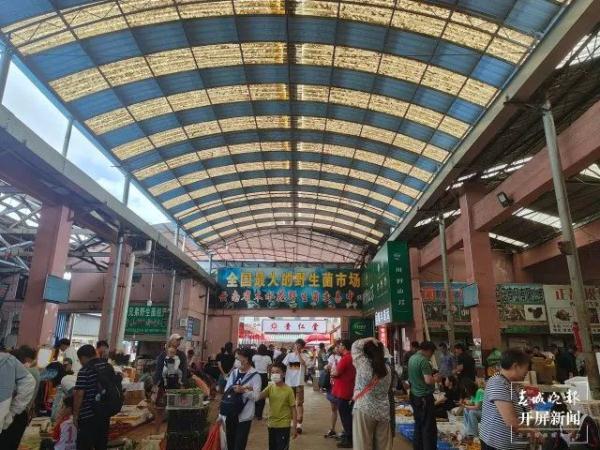 数量大增，价格大降！实现“菌子自由”太快乐了！
