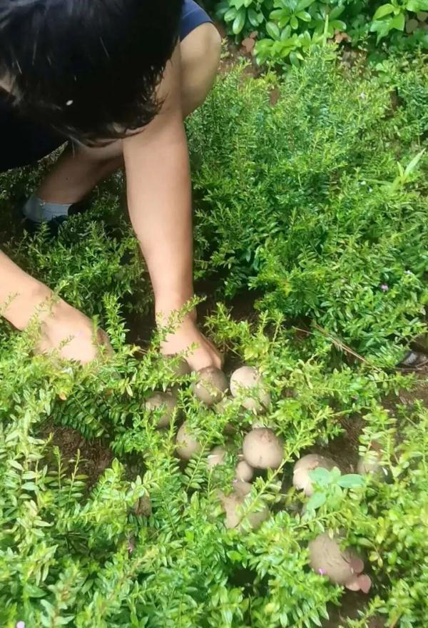 数量大增，价格大降！实现“菌子自由”太快乐了！