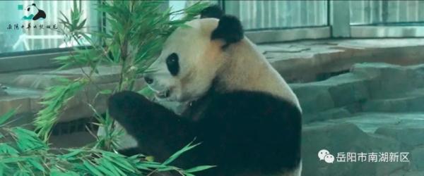 独享冰蛋糕！大熊猫“愿愿”在湖南岳阳开3岁生日派对
