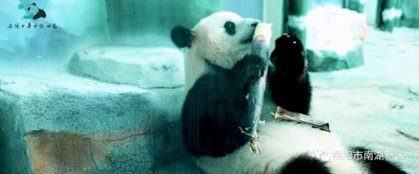 独享冰蛋糕！大熊猫“愿愿”在湖南岳阳开3岁生日派对