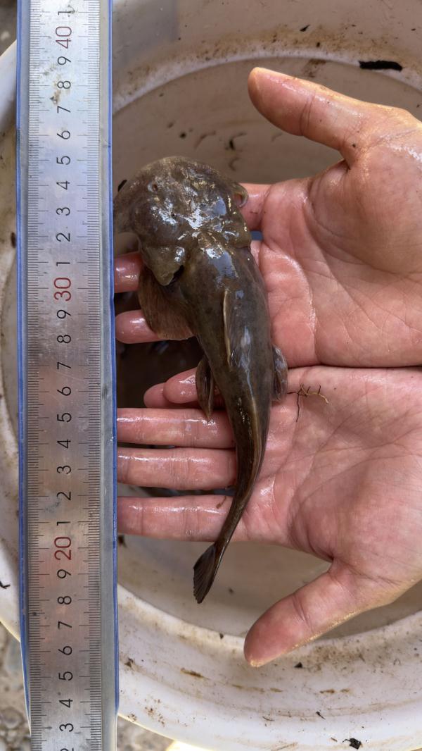 青藏高原时隔40多年再现特有珍稀鱼类