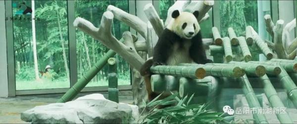 独享冰蛋糕！大熊猫“愿愿”在湖南岳阳开3岁生日派对