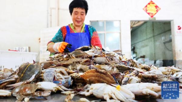江苏连云港：梭子蟹迎来秋捕丰收季