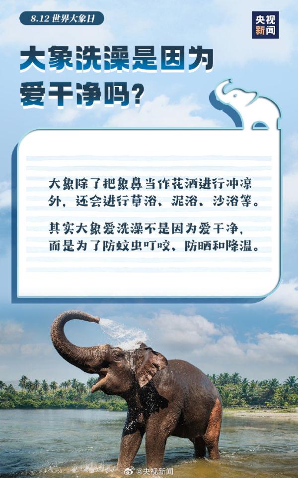 今天是世界大象日，了解关于大象的冷知识