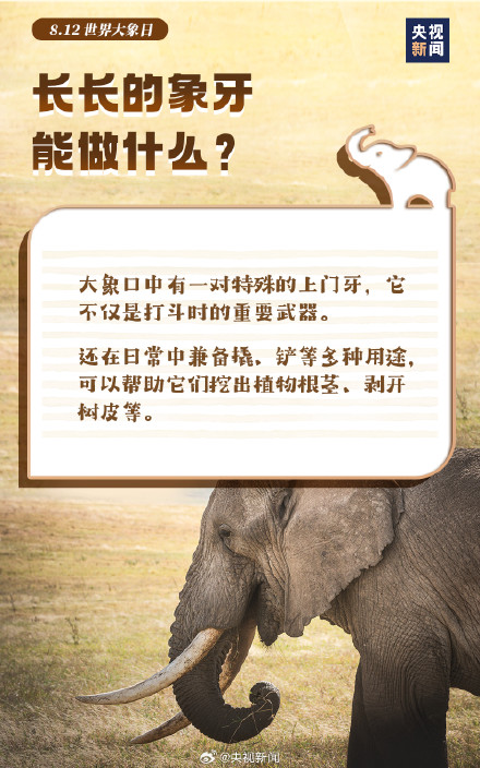 转起倡议！希望更多人了解大象保护大象