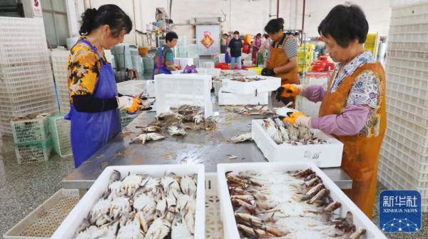 江苏连云港：梭子蟹迎来秋捕丰收季