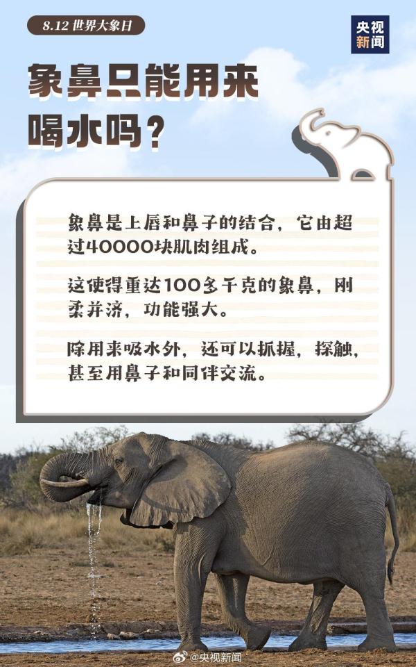 大胃王 爱洗澡 万能鼻……这些关于大象的冷知识 你了解吗？