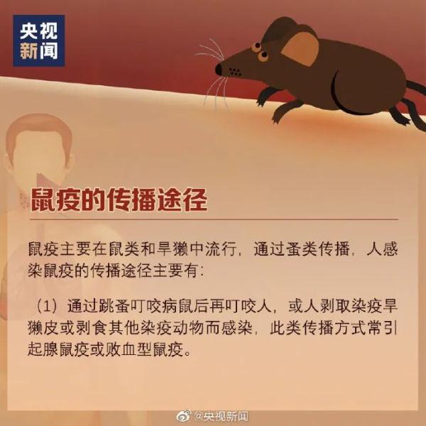 最新消息！此地报告1例鼠疫病例