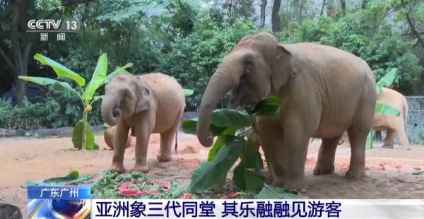 请注意避让！监测员向你发来了大象的位置