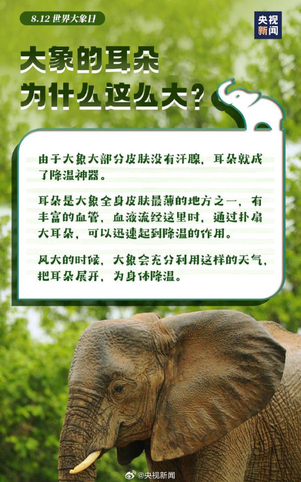 今天是世界大象日，了解关于大象的冷知识