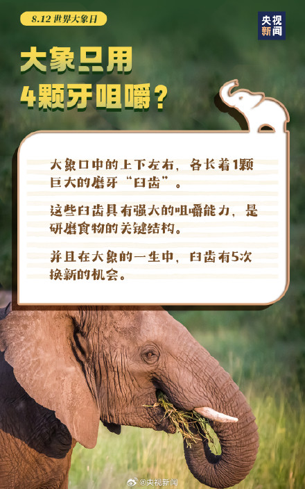 转起倡议！希望更多人了解大象保护大象