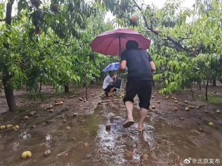 北京政策性农业保险已完成赔付941.3万元