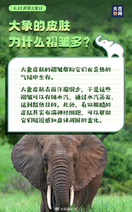 转起倡议！希望更多人了解大象保护大象