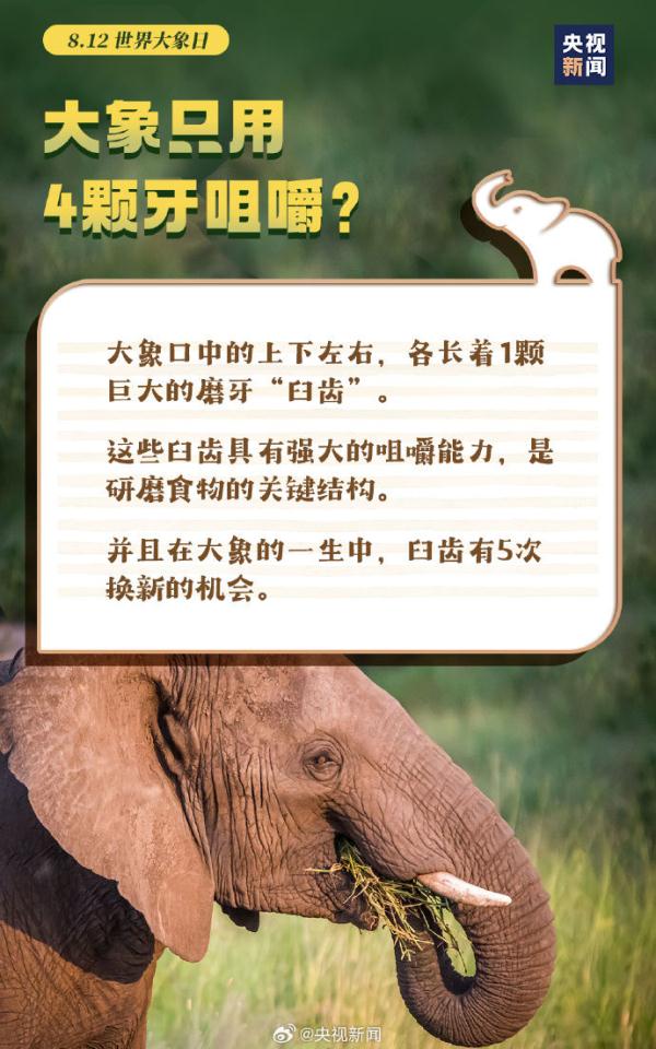 今天是世界大象日，了解关于大象的冷知识