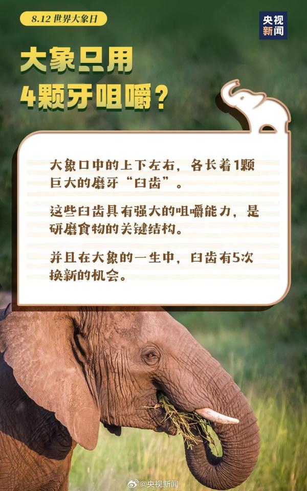 大胃王 爱洗澡 万能鼻……这些关于大象的冷知识 你了解吗？